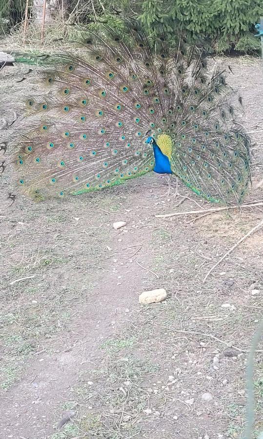 Maison Au Bord De L'Ancre Villa Authuille Dış mekan fotoğraf